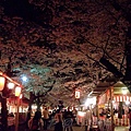 平野神社 -- 夜櫻 (6)