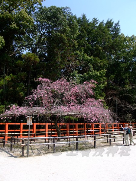 上賀茂神社 -- 武藏櫻