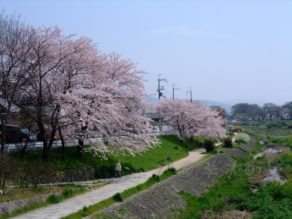 半木の道 -- 櫻花 (1)