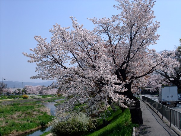 半木の道 -- 櫻花 (2)