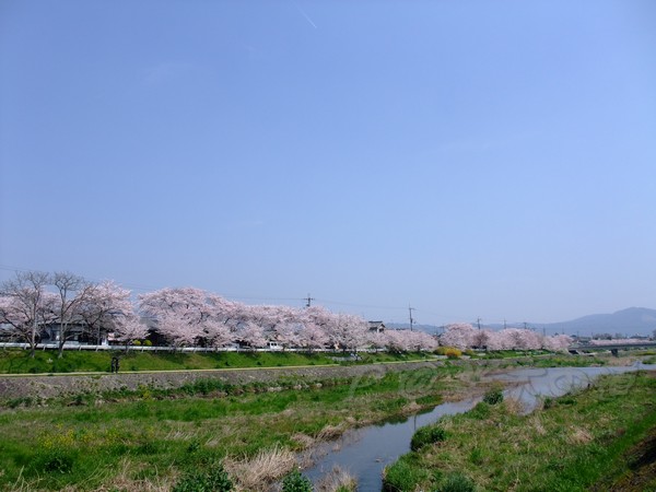 半木の道 -- 櫻花 (6)