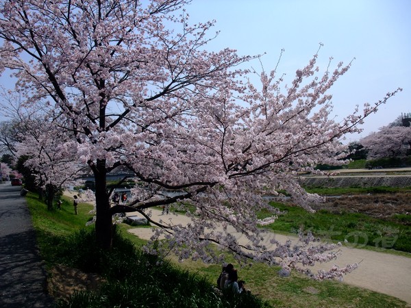 半木の道 -- 櫻花 (14)