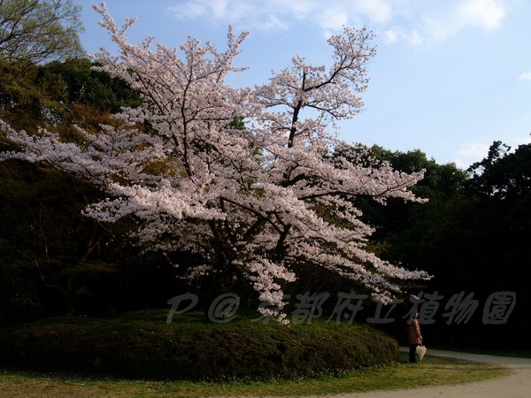 京都府立植物園 -- 櫻花 (2)