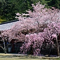 東大寺 -- 櫻花 (6)