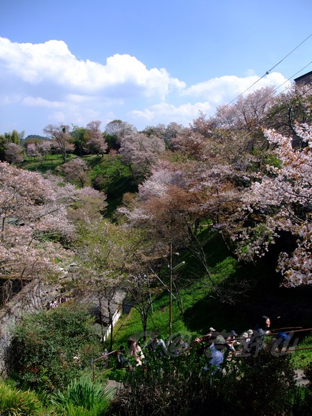 吉野山 -- 櫻花 (3)