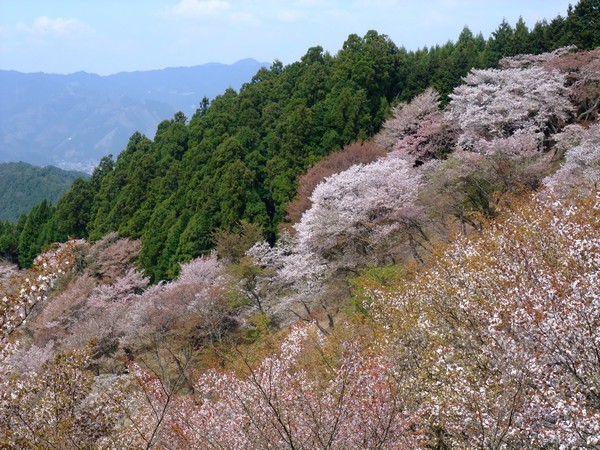 吉野山 -- 櫻花 (16)