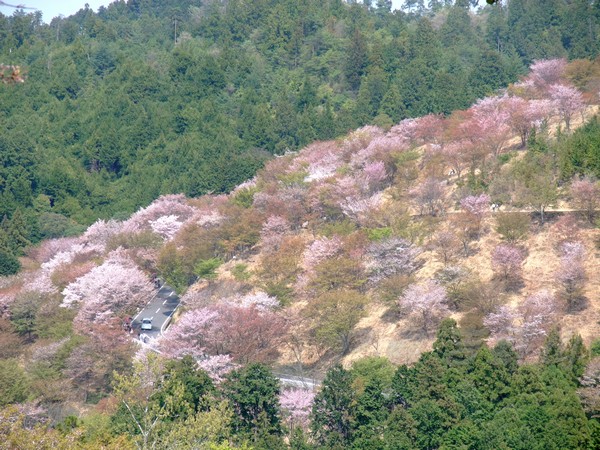 吉野山 -- 櫻花 (21)