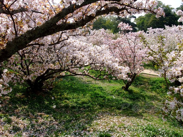 仁和寺 -- 櫻花 (17)