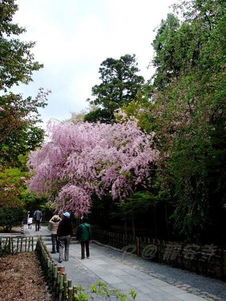 龍安寺 -- 櫻花 (4)