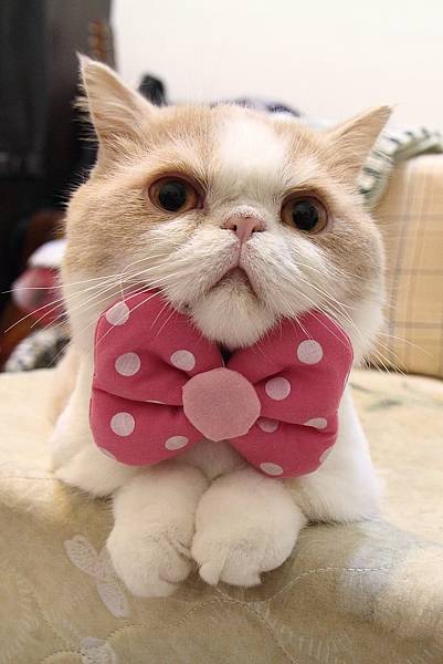 大福日常❤️_5 大福日常❤️_5