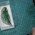 IMG_5396.JPG