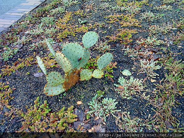 cactuses