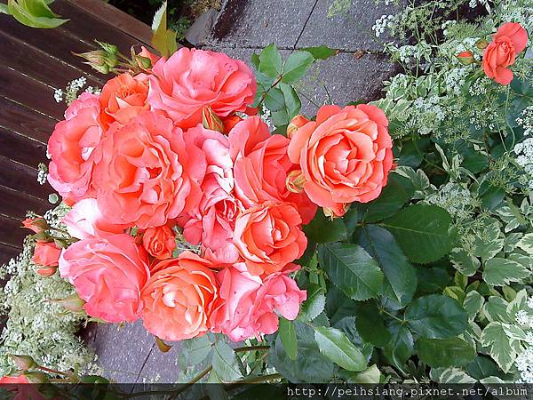 Beautiful flowers Beautiful flowers