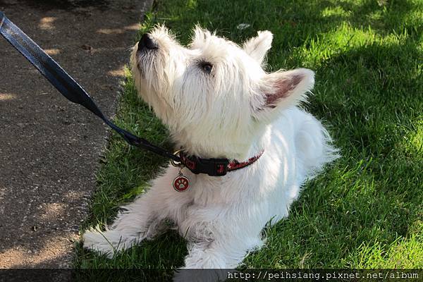 casper~ young puppy