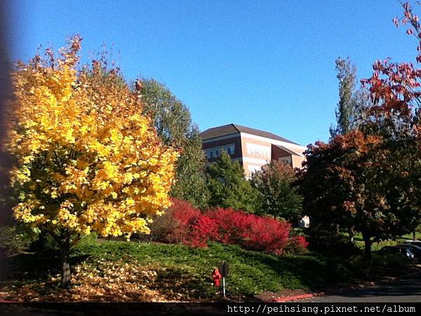 These are colors of autumn.