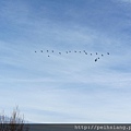 This morning a flock of wild geese flew overhead .   