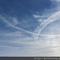 This morning a flock of wild geese flew overhead .   