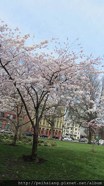 Waterfront 2014 - Cherry Blossom