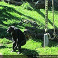 chimpanzee