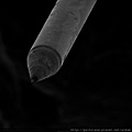 SEM images of coated fiber