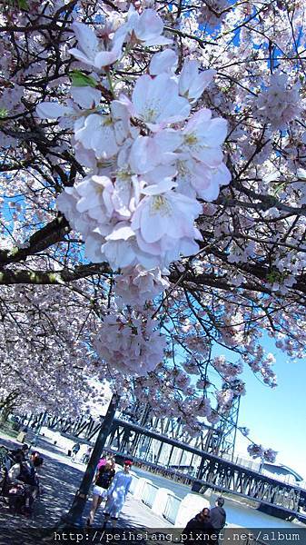 Cherry blossom watch@ Tom McCall Waterfront Park