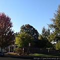 colorful fall plants