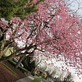  Cherry Blossoms in Portland 