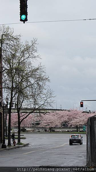 さくら さくら いま さきほこる さくら さくら いま さきほこる