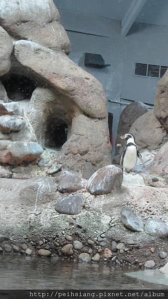 Penguin