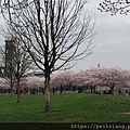 Tom McCall Waterfront Park Cherry Blossoms