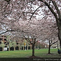 Tom McCall Waterfront Park Cherry Blossoms