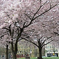 Tom McCall Waterfront Park Cherry Blossoms