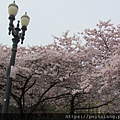 Tom McCall Waterfront Park Cherry Blossoms