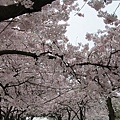 Tom McCall Waterfront Park Cherry Blossoms