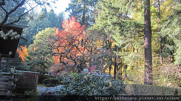 Colorful Autumn at Portland Japanese garden