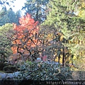 Colorful Autumn at Portland Japanese garden