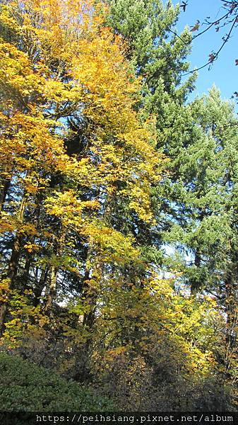 Portland Japanese garden