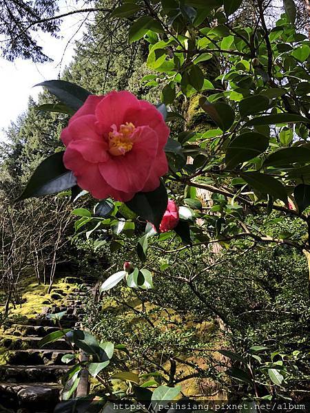 Flowers blossom at Portland Japanese garden in March