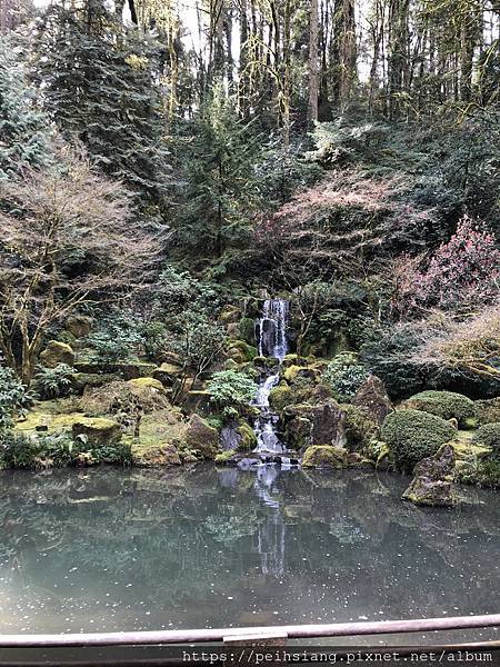 Portland Japanese garden in March