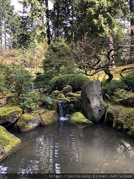 Portland Japanese garden in March