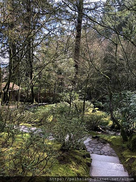 Portland Japanese garden in March