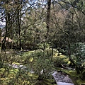 Portland Japanese garden in March