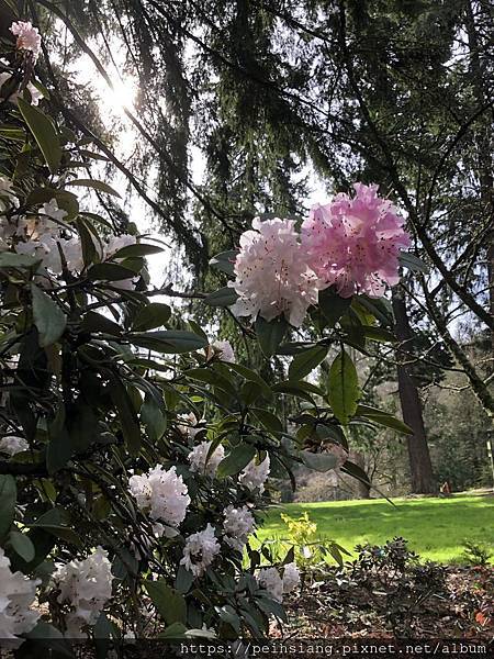 Flowers blossom at Portland Japanese garden in March