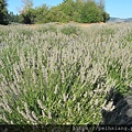 Hood River Lavender Farm