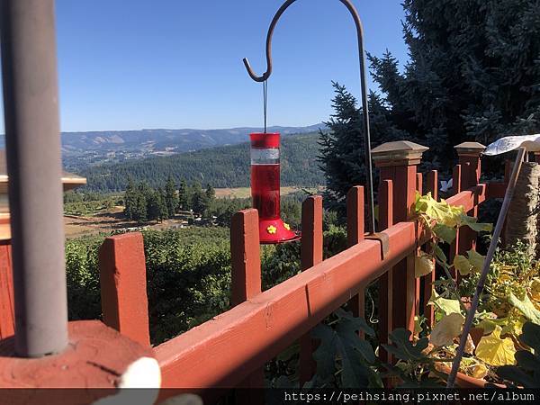 Hummingbird feeder