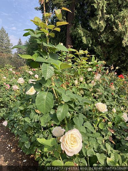 Rose Garden in Fall