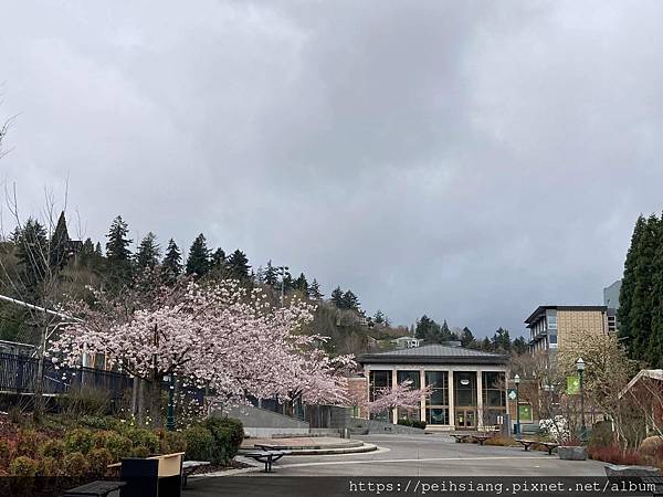 Cherry Blossom on Campus