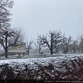 Wild turkeys in the orchard