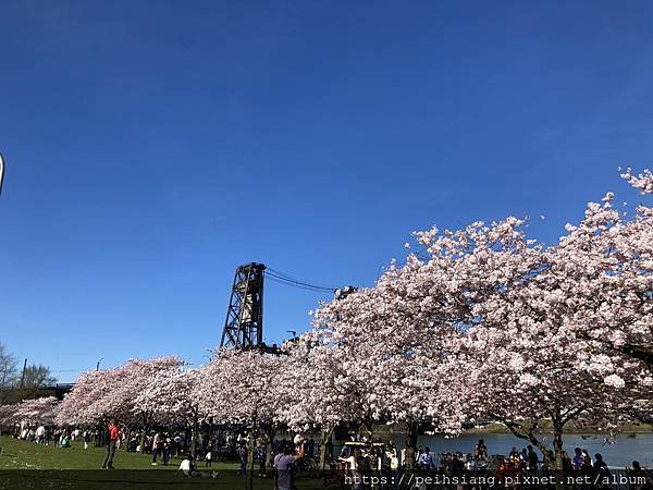Cherry Blossoms at Tom McCall 
