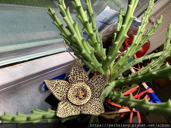 Stapelia grandiflora Stapelia grandiflora
